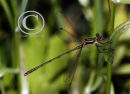 Emerald Damselfly